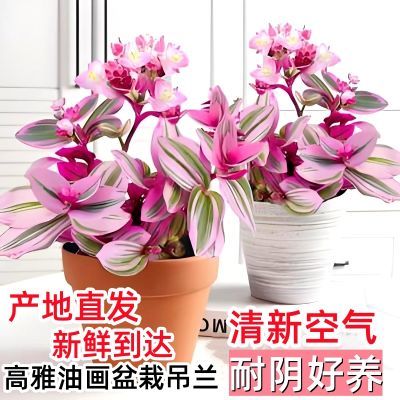 油画吊兰大苗盆栽垂吊紫露兰水培植物室内阳台花卉绿植四季开婚礼