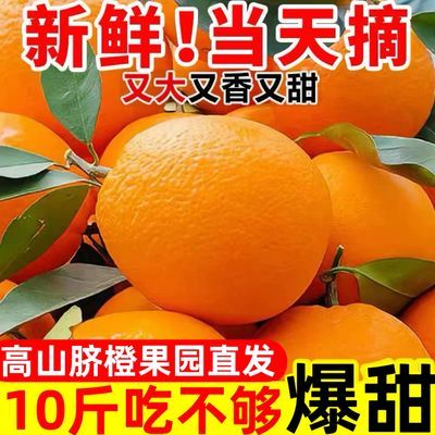 高山脐橙现摘现发纽荷尔脐橙10斤新鲜当季孕妇水果橙子大果一整