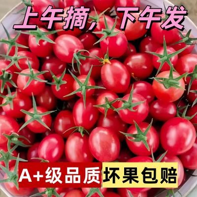 【热销爆款】广西圣女果小番茄新鲜蔬菜水果0.5-2.5Kg装