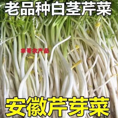 安庆石牌土培芹菜芽安徽特色白芹2斤3斤4斤净重包邮现挖现发