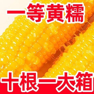 【店铺冲量】东北糯玉米代餐粗粮软糯香甜整箱批发真空包装大棒子