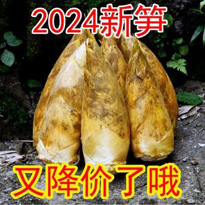 新鲜冬笋现挖2024江西赣南竹笋带壳野生蔬菜农家黄泥笋火锅配