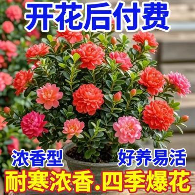 【新品重瓣】冬季种植耐寒浓香四季好养国风青杨雅韵绿植花卉盆栽