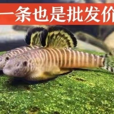 冷水清道夫琵琶鳅鱼缸清洁工具鱼除藻双吸盘贵爬吸鳅爬岩鳅观赏鱼