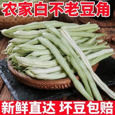 云南大白豆角白不老白大架白芸豆农家露天芸豆筋豆四季豆蔬菜现摘