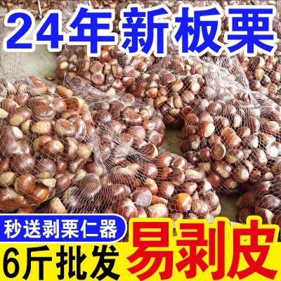 【批发】现摘丹东板栗生栗子黄心特级菜板栗蔬菜半斤批发现货