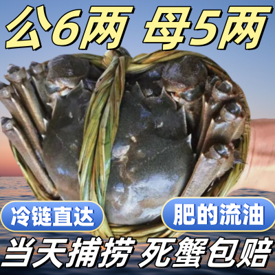 鲜活大闸蟹现货特大新鲜螃蟹公母阳澄湖镇湖蟹海鲜水产6-10只