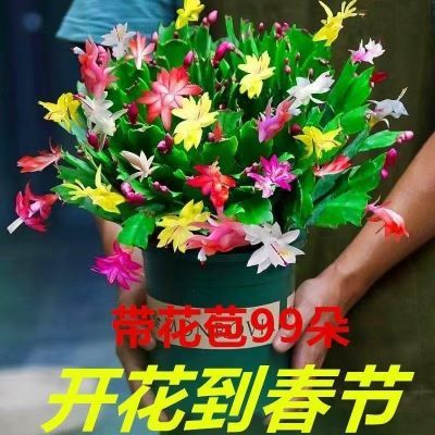 【10天开花】多色进口蟹爪兰花苗盆栽带根室内阳台好养花卉四季