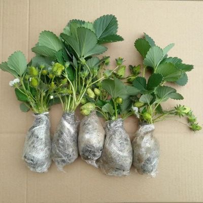 四季奶油草莓苗盆栽南方北方阳台水果庭院种植果树苗草莓大果超大