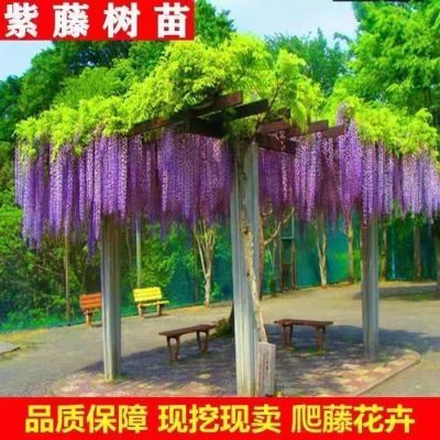 【包成活】 紫藤花树苗长藤植物户外围墙开花紫色耐高温耐寒盆栽