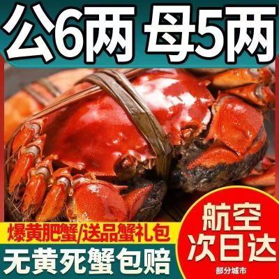 活蟹大闸蟹鲜活现货特大新鲜螃蟹公母阳澄湖镇湖蟹海鲜6-10只