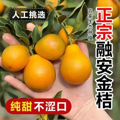 顺丰包邮广西融安第三代滑皮脆蜜金桔脆皮金桔水果3斤5斤纯甜薄