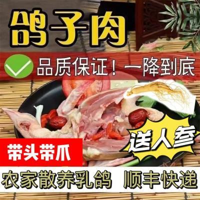 新鲜乳鸽鸽子纯粮食散养乳鸽煲汤滋补营养乳鸽土鸽带头带爪顺丰发