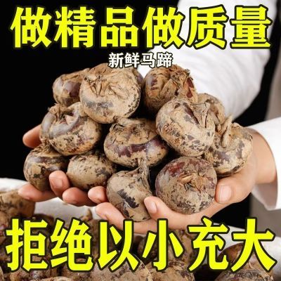 【现货】湖北新鲜马蹄当季时令水果农家蔬菜脆甜多汁荸荠大个饽荠