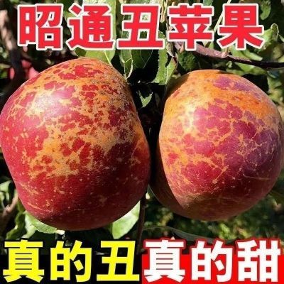 云南昭通正宗冰糖心丑苹果云南新鲜脆甜红富士丑苹果当季整箱批发