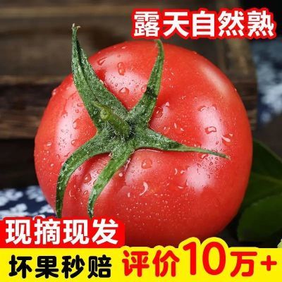 四川西红柿露天番茄新鲜整箱水果批发自然攀枝花云南普罗旺斯沙瓤