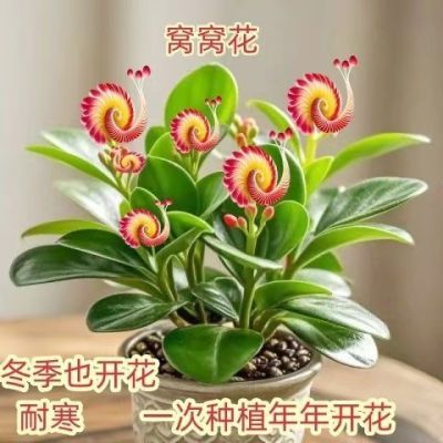 耐寒浓香植大花窝窝花阳台盆栽室内花卉绿植庭院植物四季开花易活