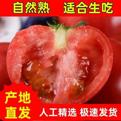 新鲜多汁】露天沙瓤西红柿新鲜番茄现摘生吃水果西红柿批发整箱