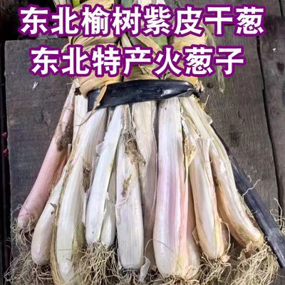 吉林榆树紫皮火子葱蘸酱菜东北特产干葱农家老葱榆树发货可盆栽