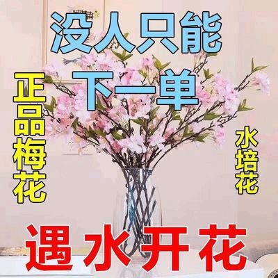 【遇水开花】新年装饰梅花枝遇水开花冬季室内水培梅干枝年宵花卉