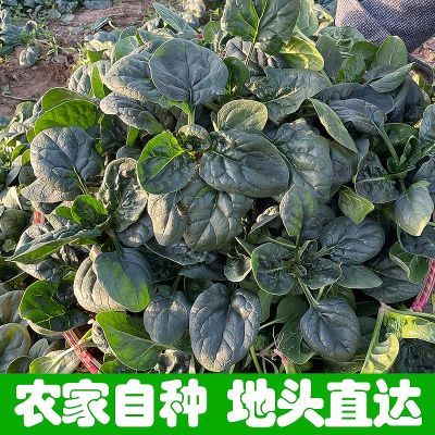 河南霜打红根矮秆趴地菠菜新鲜甜菠菜红根露天新鲜蔬菜青菜便宜菜