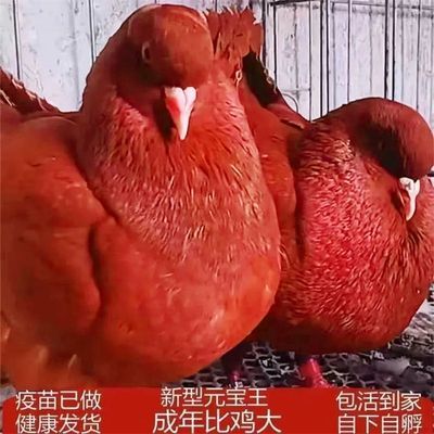 巨型纯种元宝鸽大体鸽子一对正宗种鸽活体家养宠物肉鸽包活包下蛋