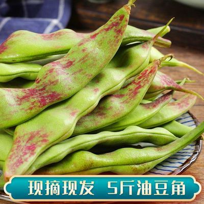 疯抢】云南油豆角茬油豆角九月青开锅烂大油豆小油豆新鲜蔬菜现摘