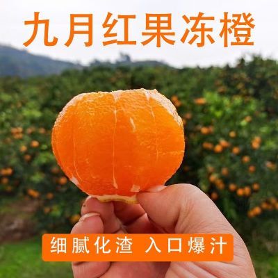 宜昌正宗秭归橙九月红脐橙薄皮果冻橙榨汁湖北当季水果坏果包赔