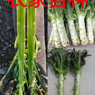 9斤净重包邮 云南露天种植 紫叶莴笋 农家自种 当季新鲜蔬菜