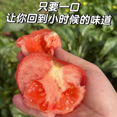 云南纯天然露天种植老品种沙瓤粉果西红柿 可生吃