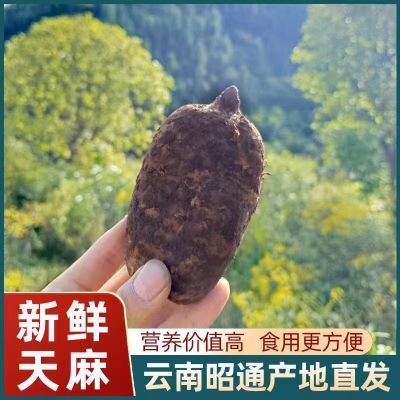 天麻新鲜云南昭通小草坝纯天然防野生三年生长现挖正宗小草坝天麻