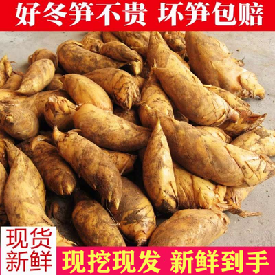 江西鲜冬笋新鲜大竹笋 时令蔬菜春笋农家现挖野生楠竹冬笋