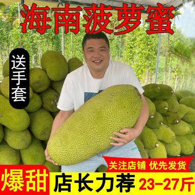 现摘海南菠萝蜜干苞脆甜一整个新鲜水果包邮当季热带波罗蜜批发