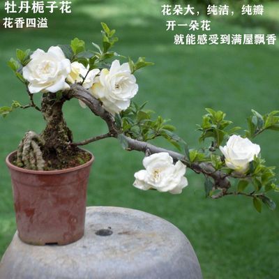 达摩栀子花悬崖牡丹开花绿植好养香味植物盆景盆栽浓香型优惠商品图片