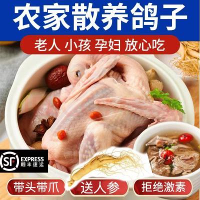 乳鸽带头带爪散养肉鸽顺丰冰鲜包邮乳鸽老鸽炖汤老人月子小孩煲汤