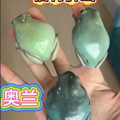 奥兰绿姥爷随机发,包活包邮包开食,只发精品跟可爱的,旅行青蛙