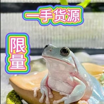 姥爷树蛙绿姥爷奥兰杂蓝,爬虫,雨林缸造景,姥爷树蛙,牛奶蛙,宠物