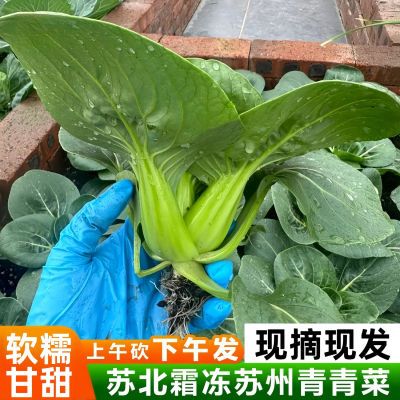 矮脚苏州青新鲜露天霜冻青菜黑菜油菜农家新鲜青菜现摘当季正宗菜