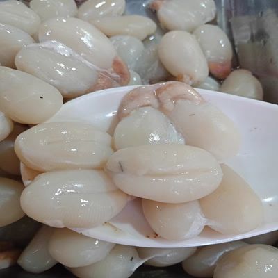 舟山特产墨鱼蛋淡无盐精选新鲜精选东海乌贼蛋500g水产海鲜