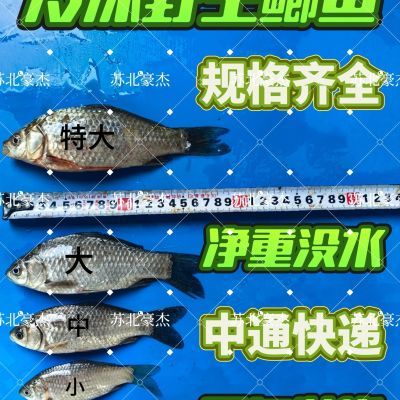 冷冻野生鱼小鲫鱼小白条冷冻鲫鱼新鲜小河鱼猫零食淡水小鱼刁子鱼