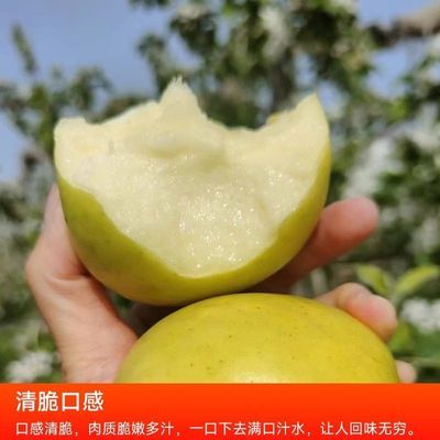 正宗瑞雪白水陕西苹果当季新鲜酸甜青苹果孕妇水果现摘整箱纯甜