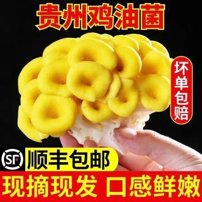 新鲜鸡油菌(榆黄菇)云南特产菌菇非干货食用菌火锅煲汤食材山野菜