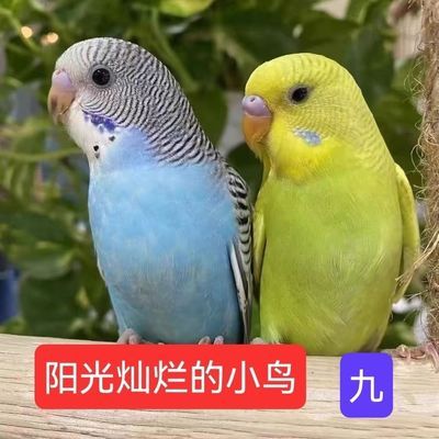 鹦鹉虎皮手养幼仔幼雏娇凤小型宠物鸟可繁殖可教会说话便宜包邮