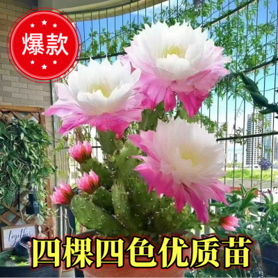 进口新品种仙人掌复色翡翠千手观音水土培懒人花卉耐热大花好成活