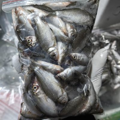 野生小鲫鱼白条鱼餐条鱼江浙沪皖专供冷冻去内脏去鳞片小河鱼食用
