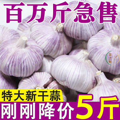【天天特价】紫皮大蒜头新鲜干蒜蔬菜红皮多瓣子便宜蔬菜批发大蒜