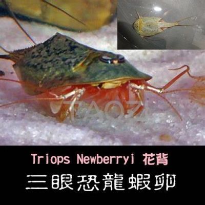40-50粒卵/份鲎虫三眼恐龙虾卵可孵化Triops观赏虾卵活物宠物生物