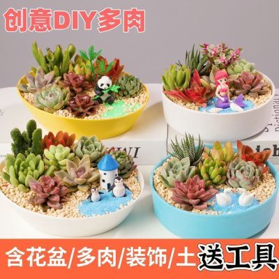 多肉植物组合盆栽含盆含土DIY肉肉含盆土diy套餐材料绿植创意景观