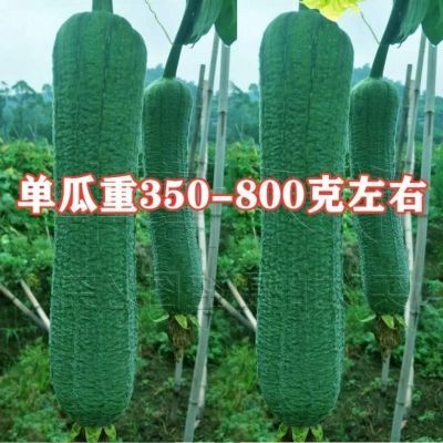 合川肉丝丝瓜种子四季高产皱皮丝瓜籽耐热高产四季易种蔬菜种子孑