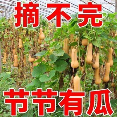 正宗奶油南瓜种子一年四季种植春秋季甜糯香芋蜜南瓜